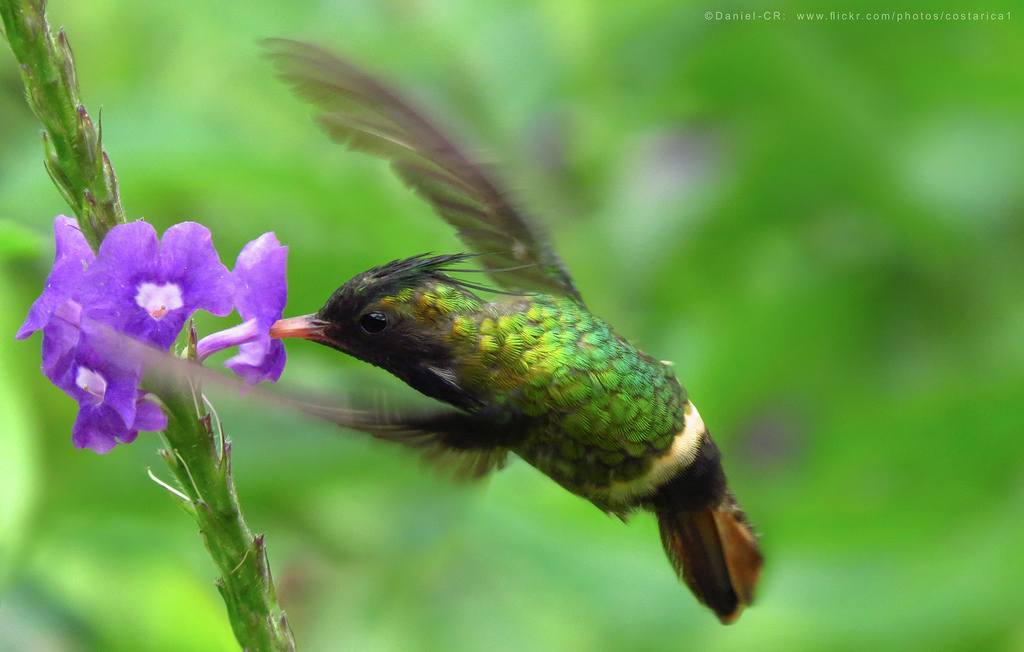 Pathosia nero-crestato del colibrì