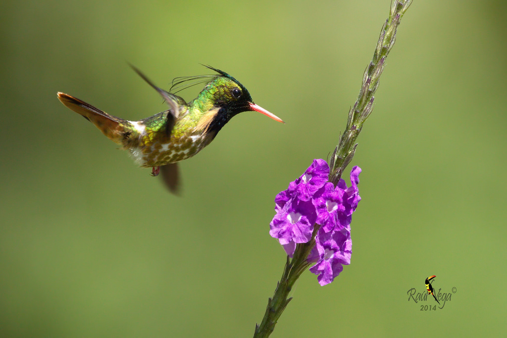 Hummingbird crna crested patosa