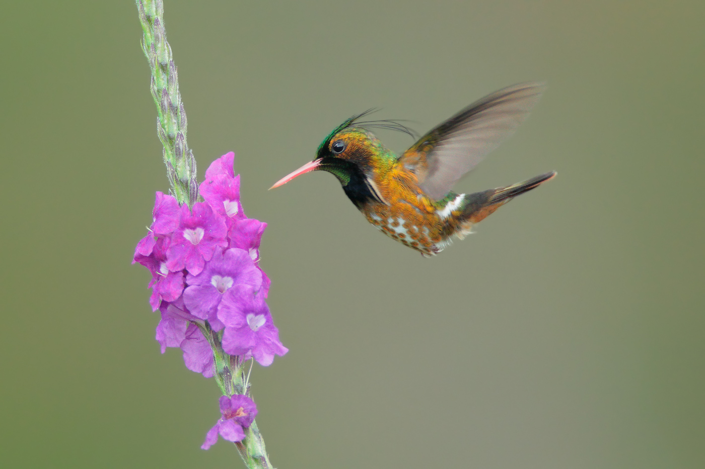 Hummingbird patosia hitam