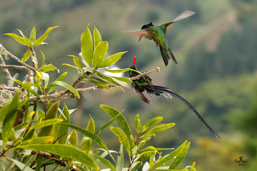 U pennant hummingbird male (sottu) cunflitti cun una altra spezia di colibris.