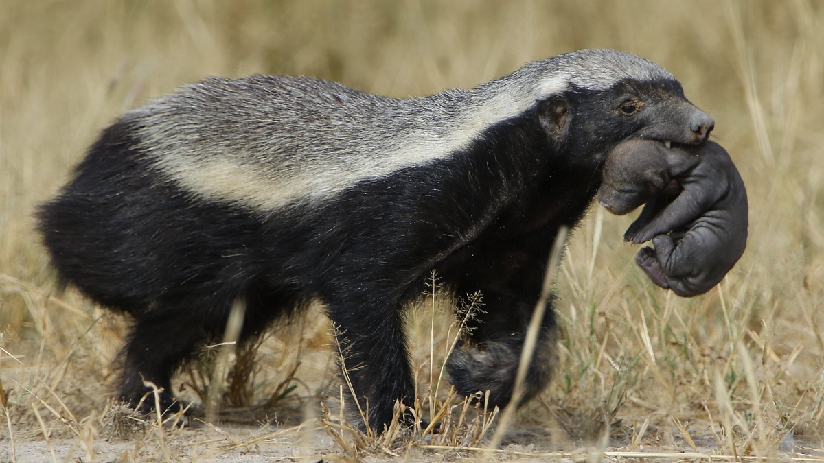 Female honey badger with a puppy