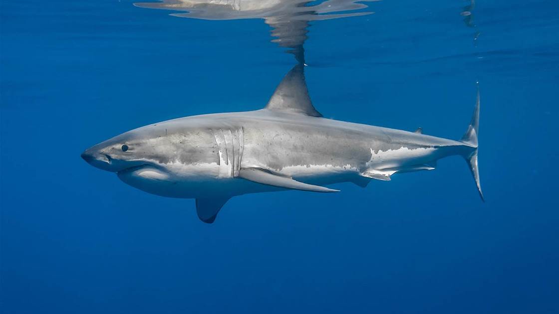 Велика бела ајкула