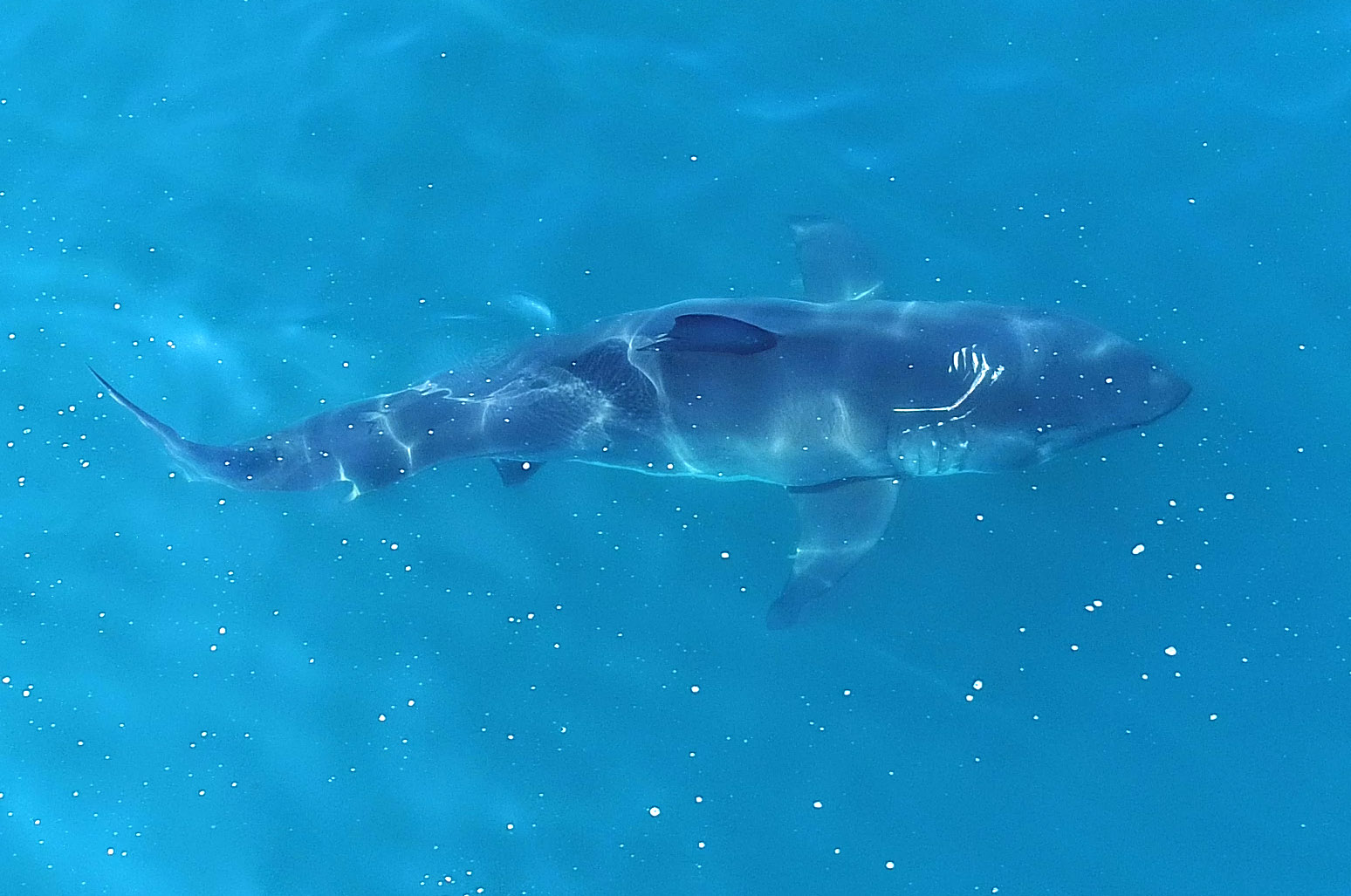 Groot wit haai