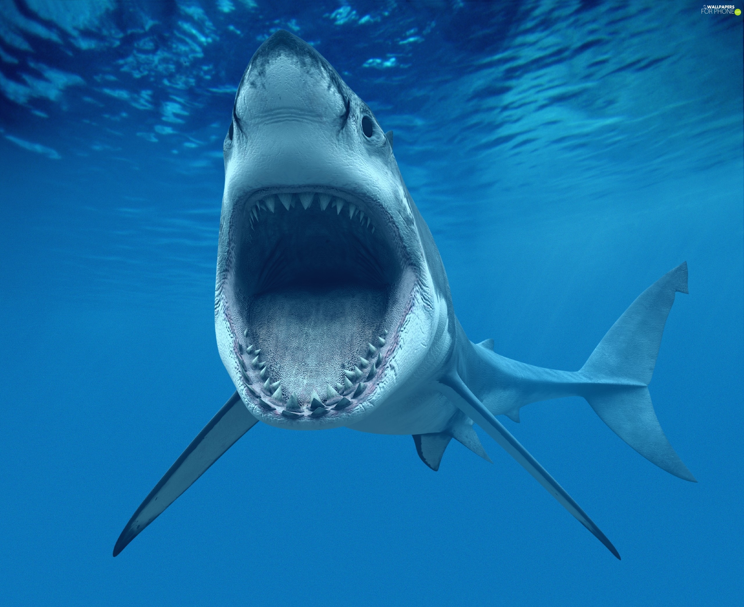 Gran tiburón blanco con la boca abierta