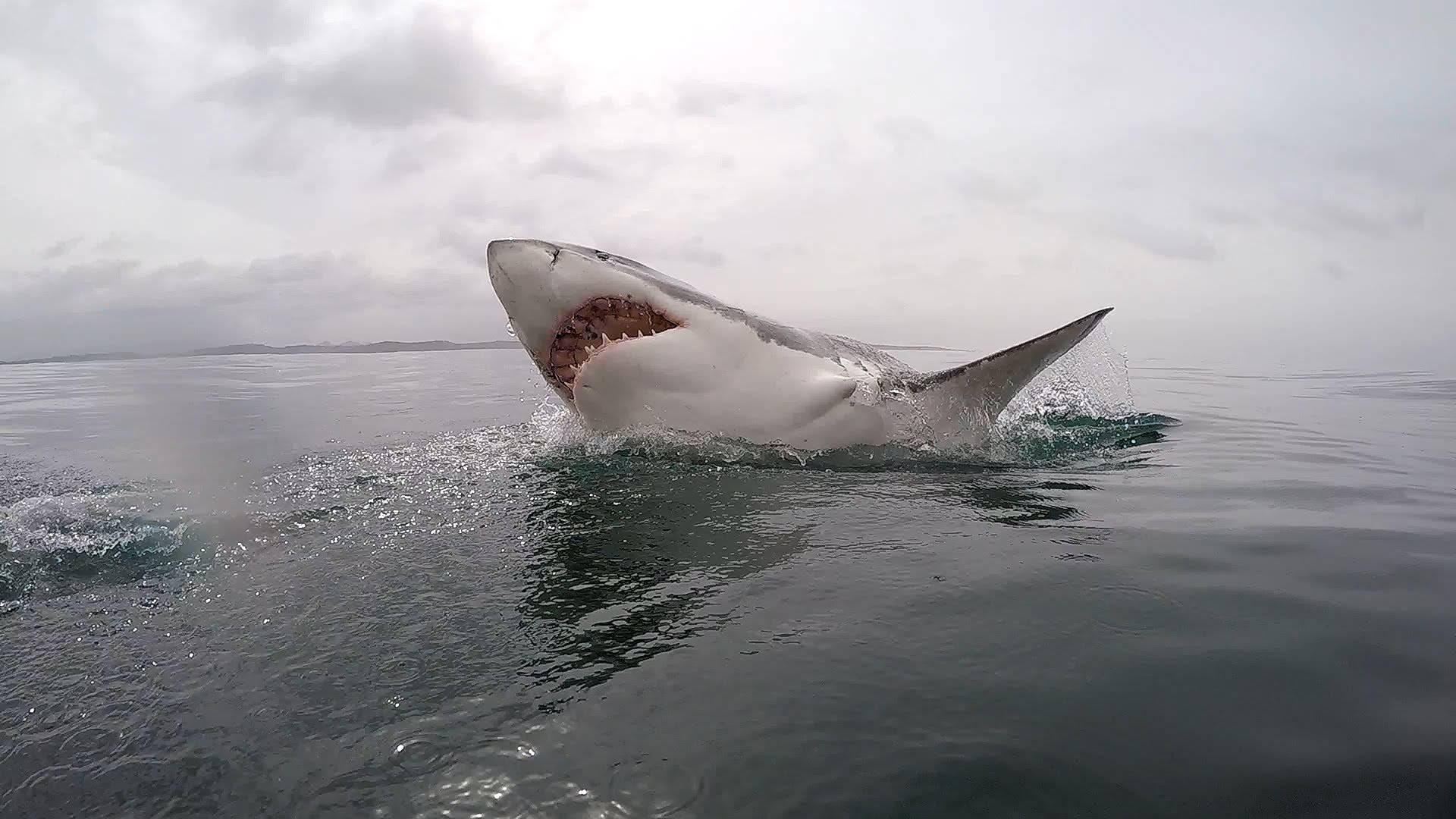 Голема бела ајкула