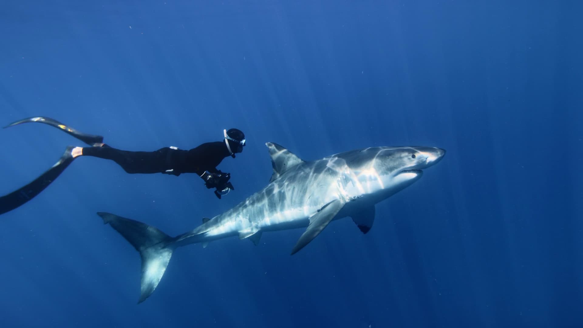 Great White Shark na Diver