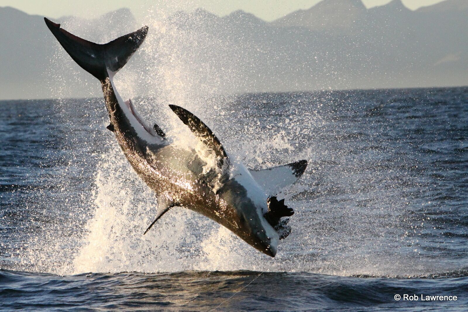 Wielki biały rekin skacze na polowanie z wody