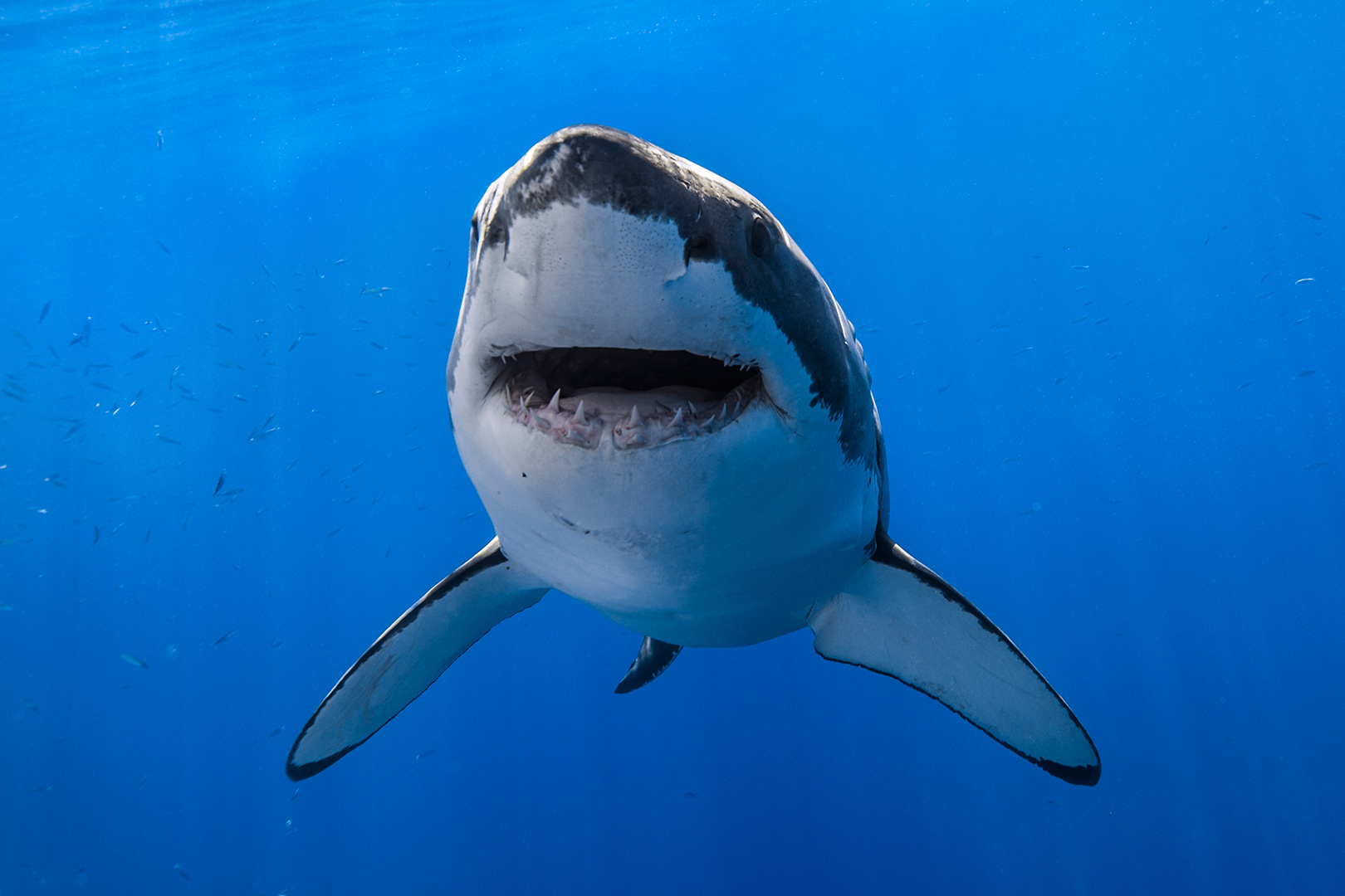 Lieliski baltie haizivji