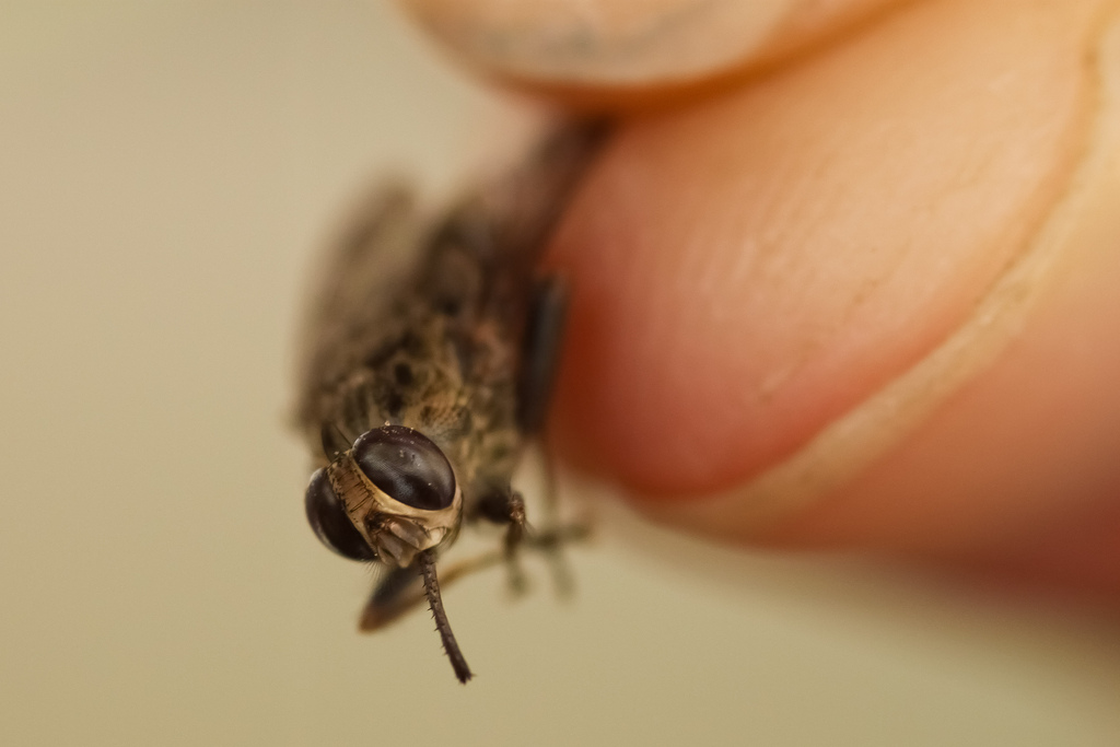 Tsetse fly, mouthplate visible