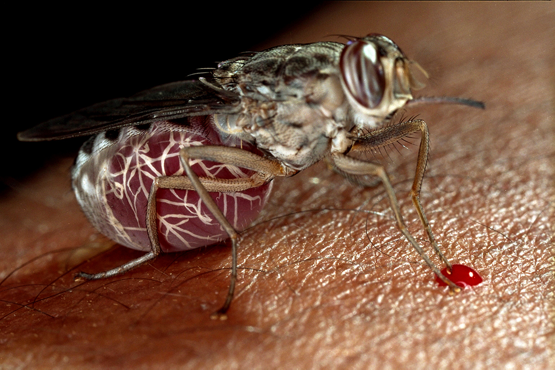 Самка мухи цеце п'є кров