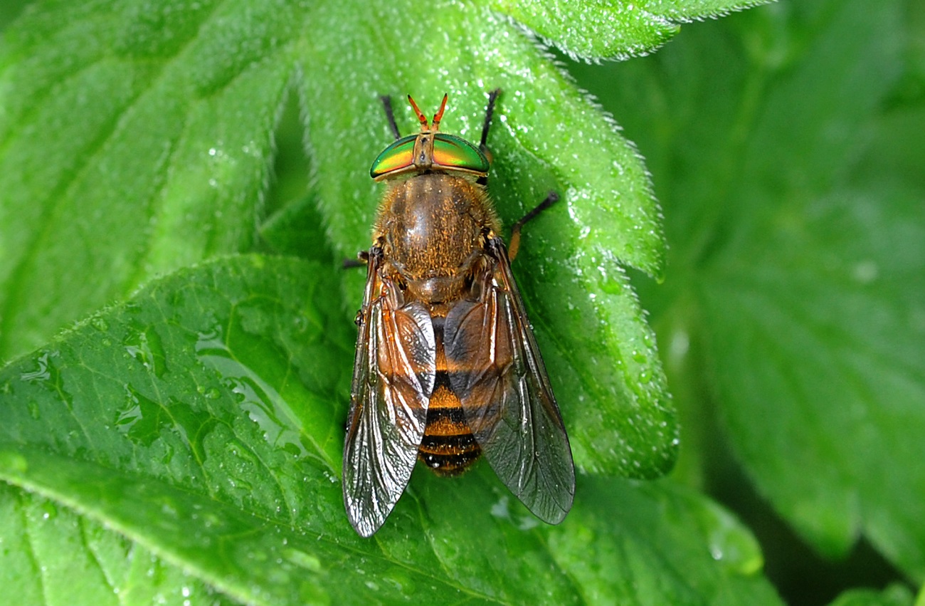 승마 (Hybomitra sp. - Tabanidae)