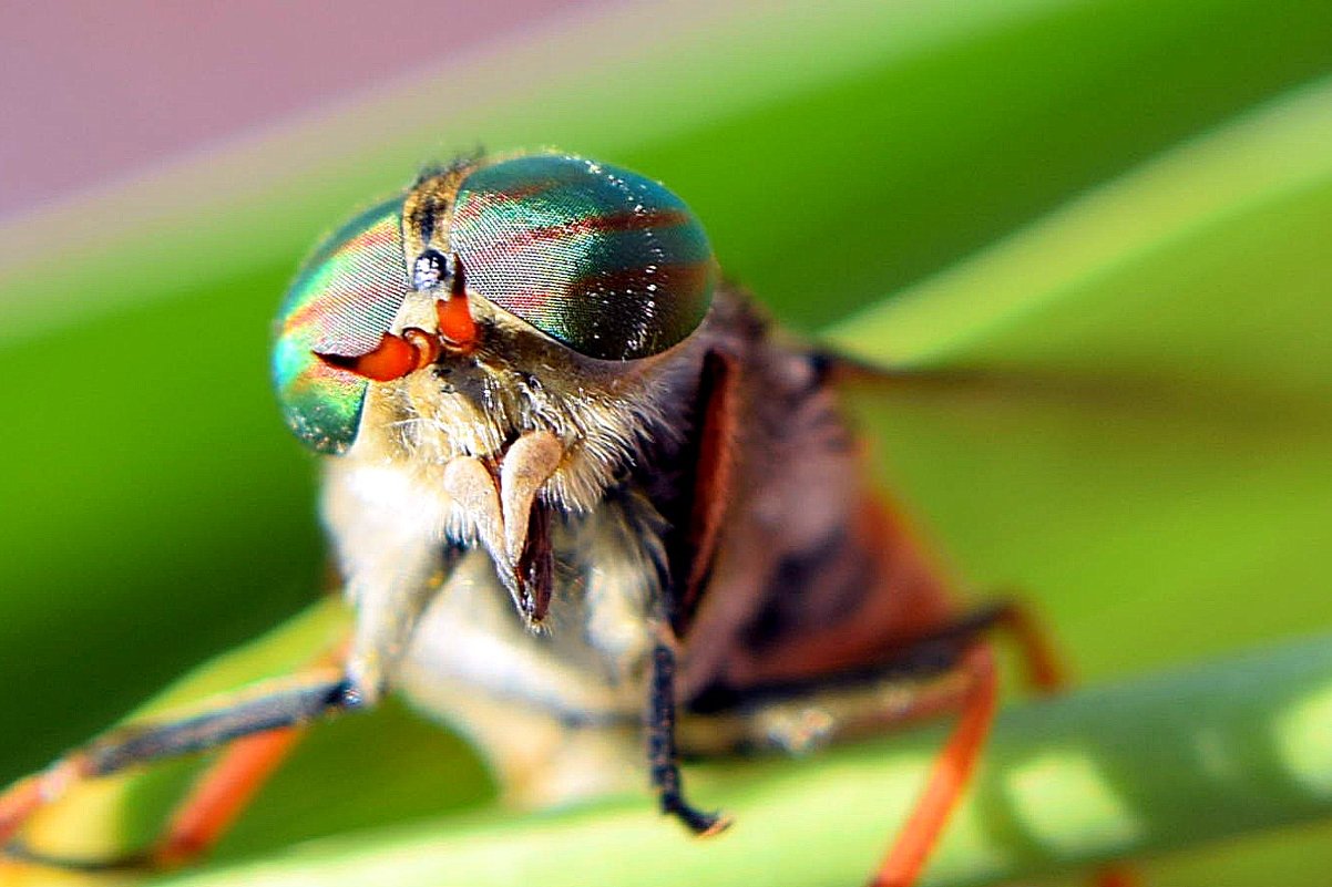 Horsefly: maso a gadfly