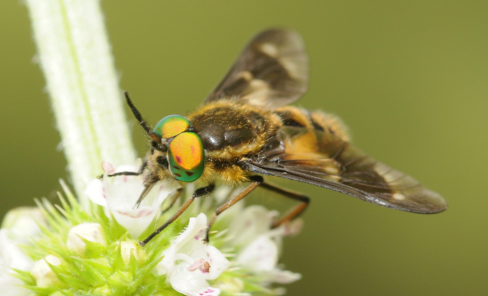 What do horse flies eat - blindness feed on nectar