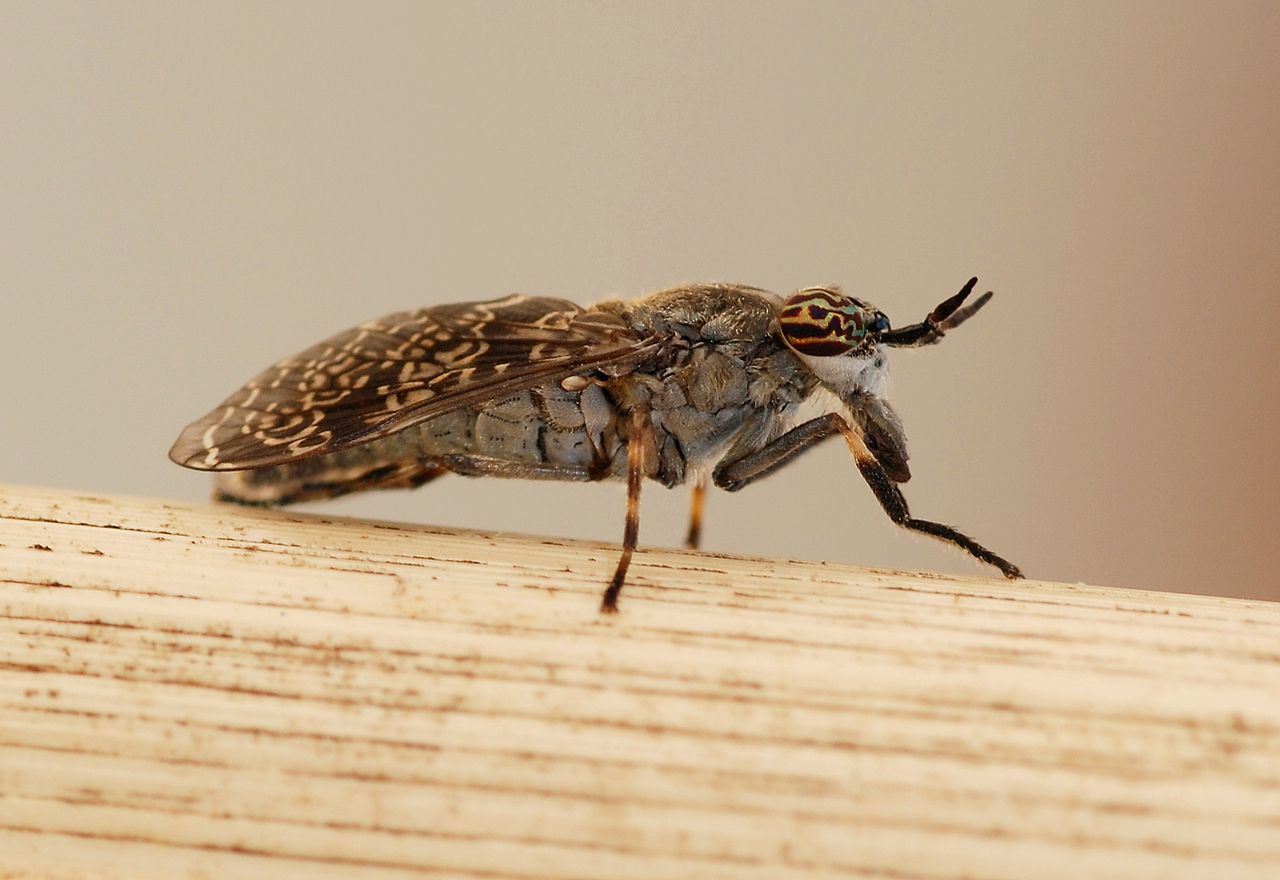 Gadfly vun der Arten Haematopota pseudolusitanica, wat mam Blutt huet