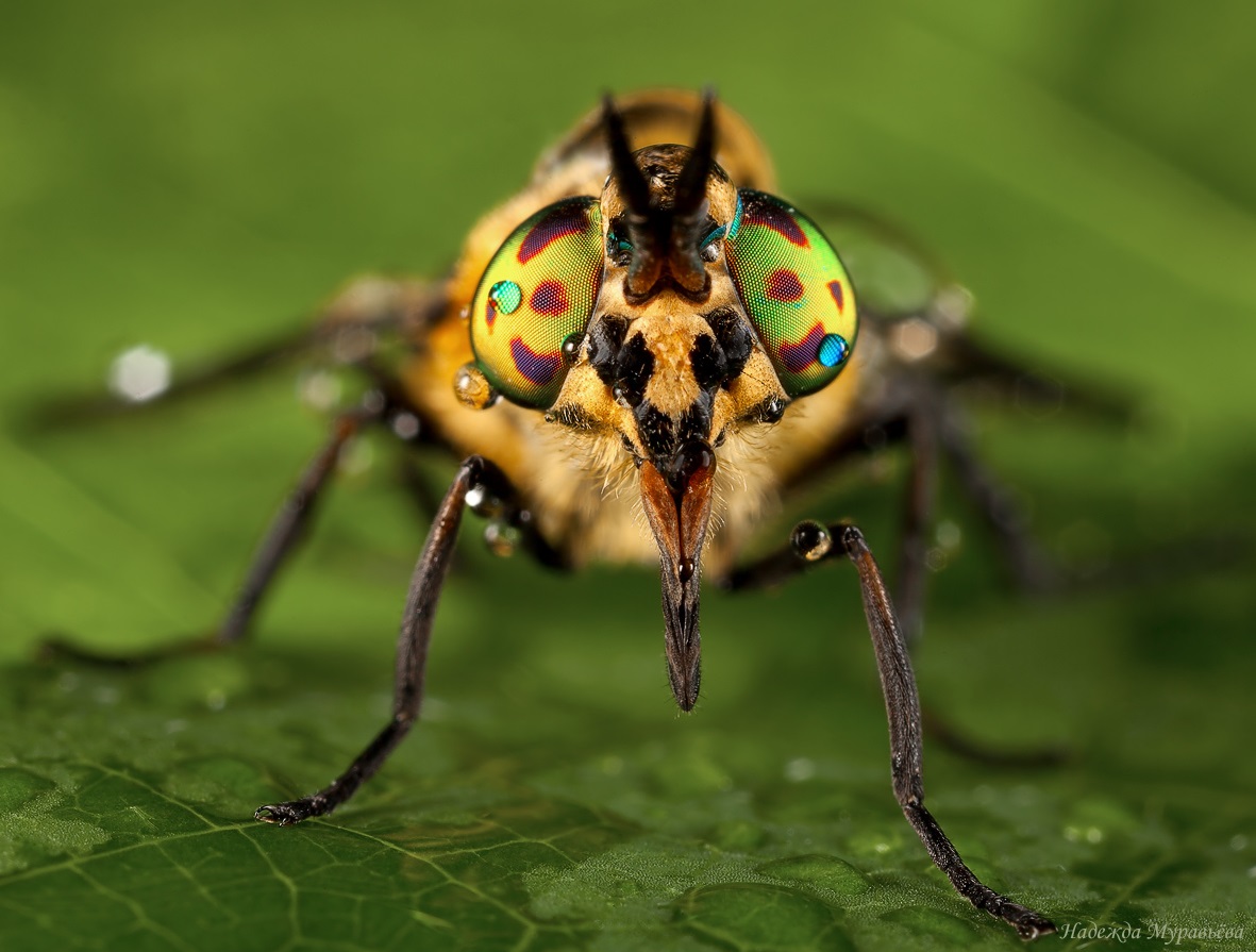 Gadfly ordinary pestryak, macro portrait