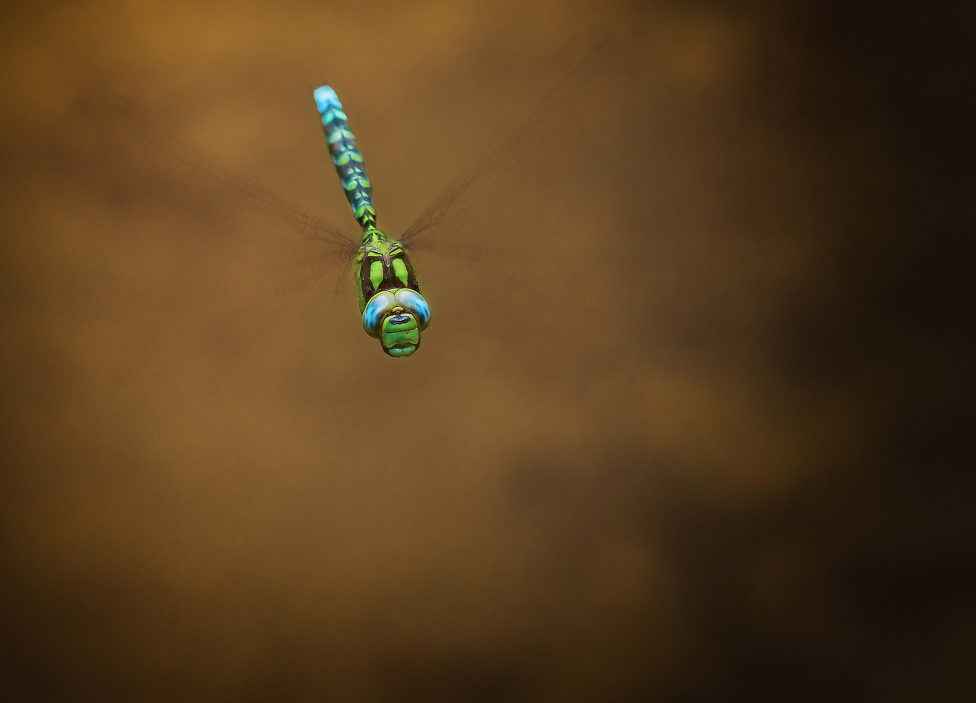 Dragonfly κατά την πτήση