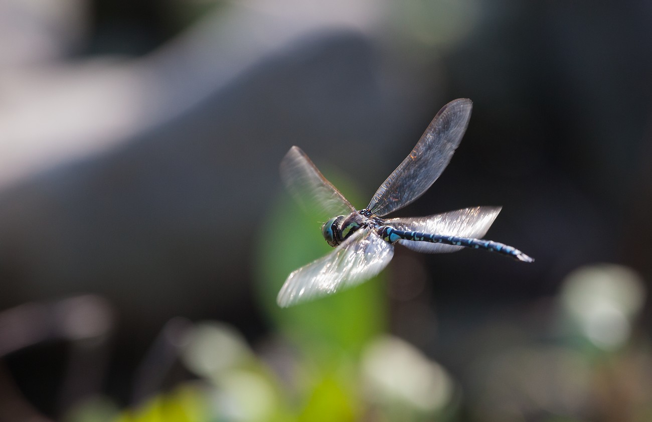 Dragonfly u letu