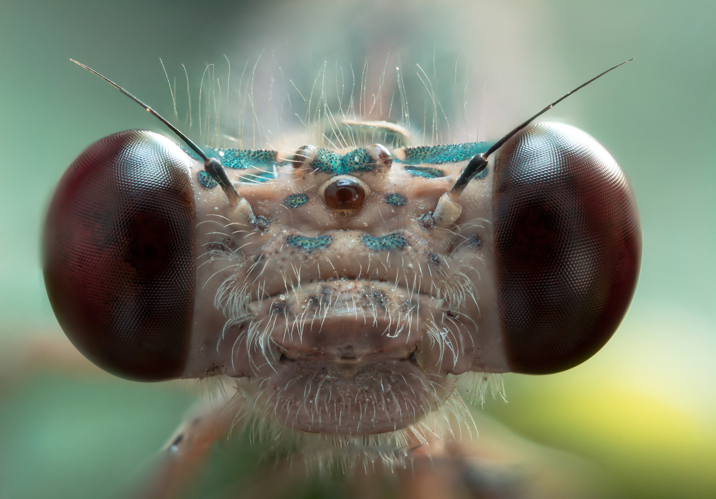 Foto macro: ojos de libélula