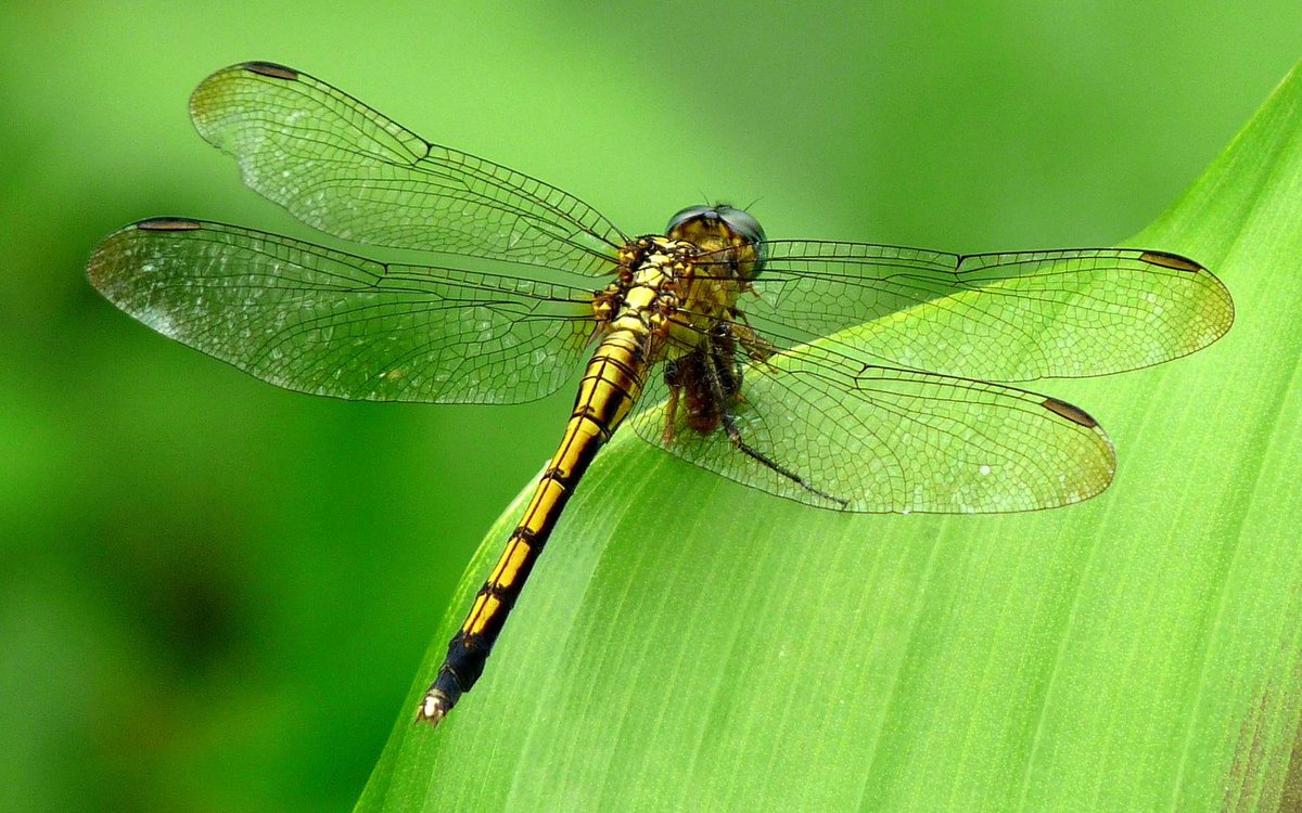 ʻO Dragonfly