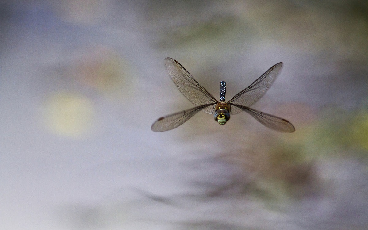 Dragonfly нислэгийн үед