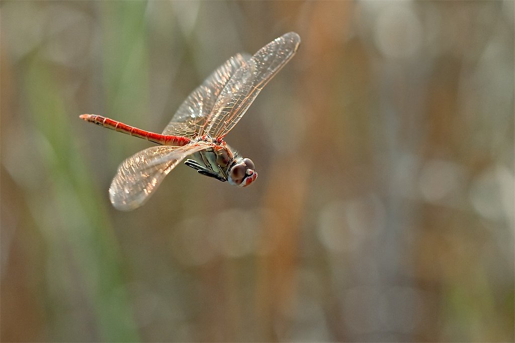 Dragonfly ໃນການບິນ