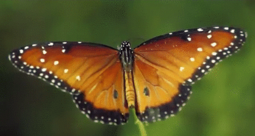 Gif slika metulj