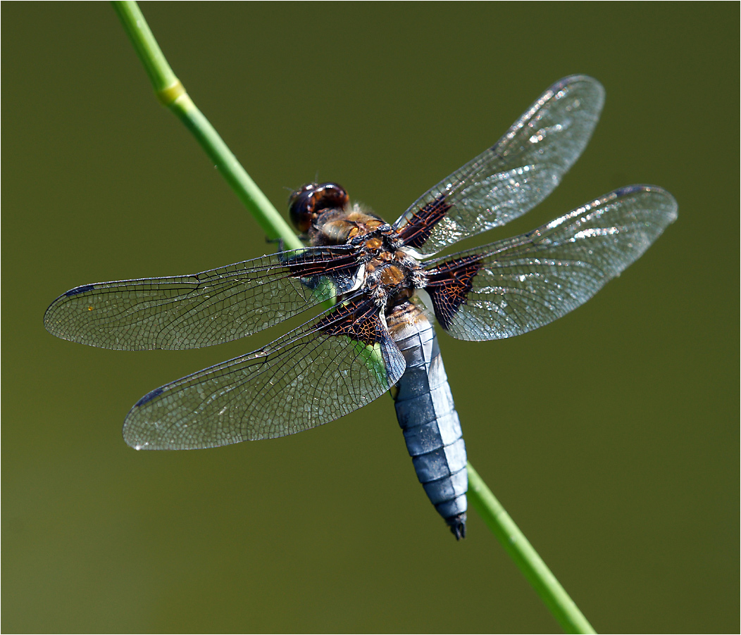 Dragonfly ewepụghị: nwoke