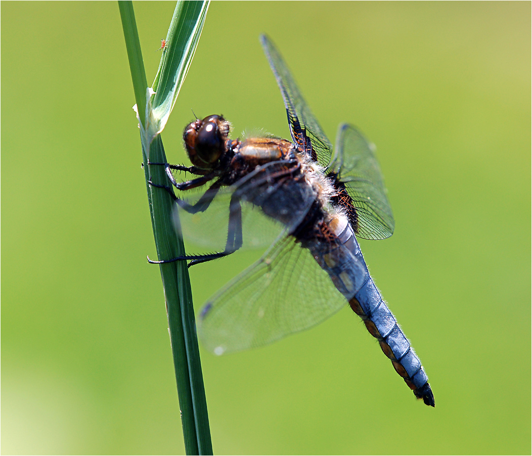 Dragonfly flaach: männlech