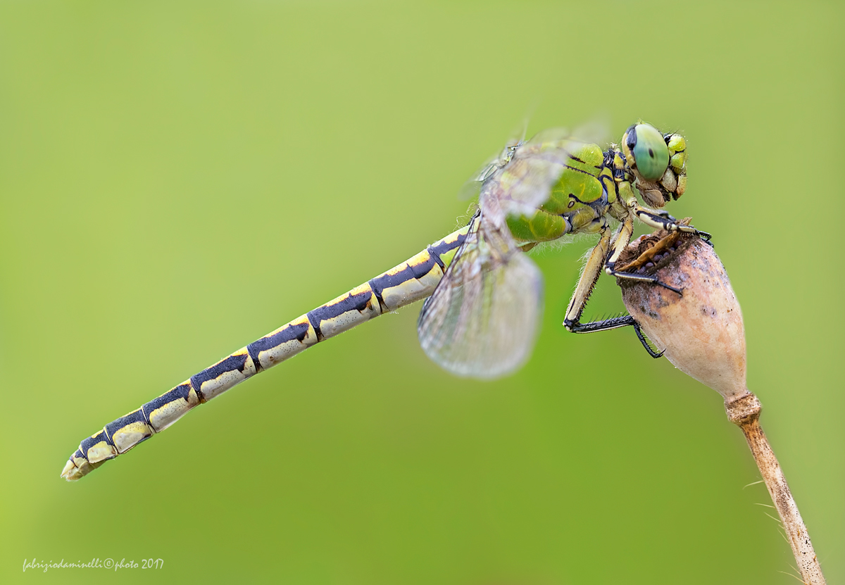 Dragonfly হ্যারি