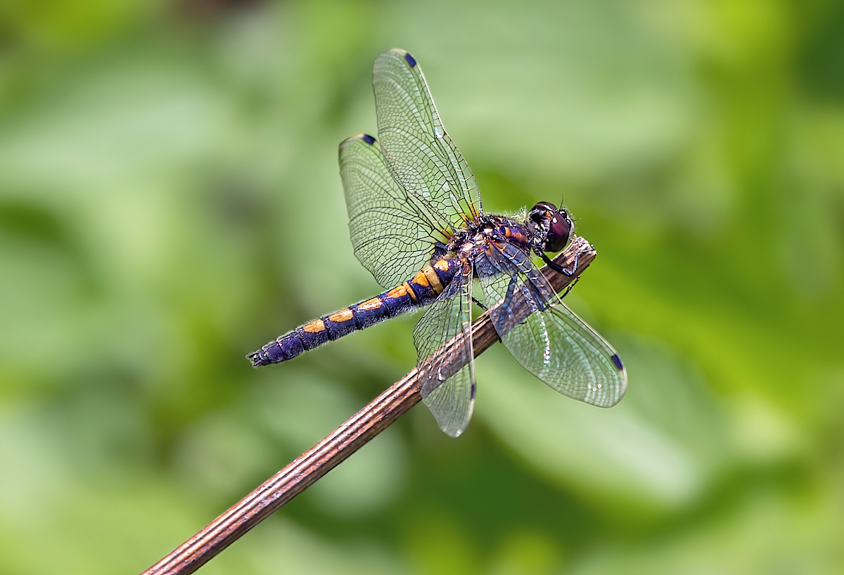 Dragonfly je obojen zelenilom (Leucorrhinia pectoralis), ženom
