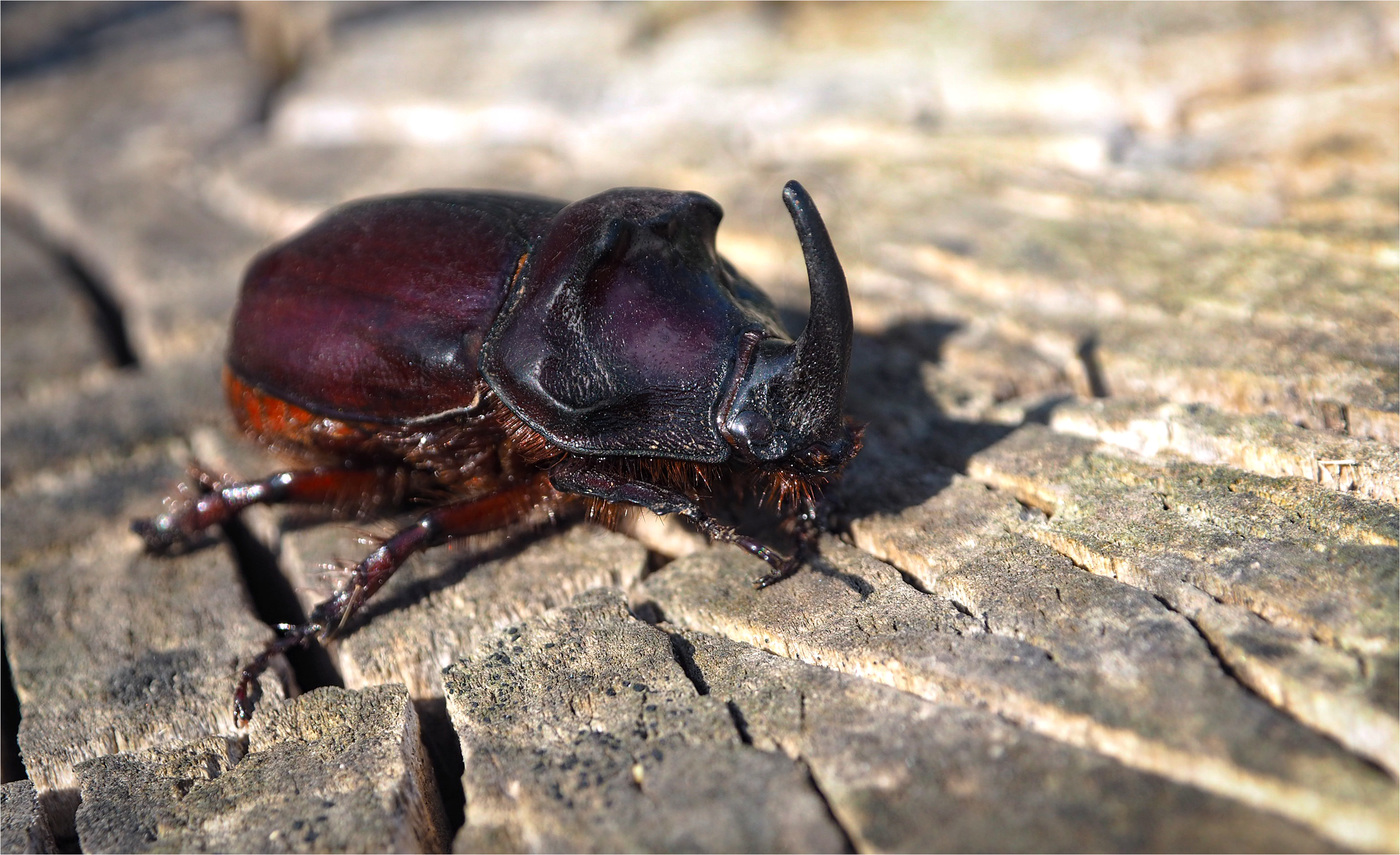 Beetle or rhinoceros-best-nesting beetle species of beetle with family of platyla e