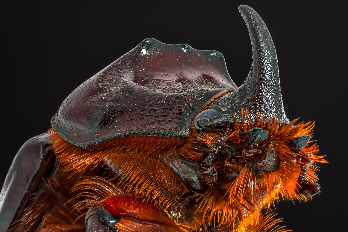Rhinoceros beetle close-up: macro Diam duab ntawm rhinoceros kab