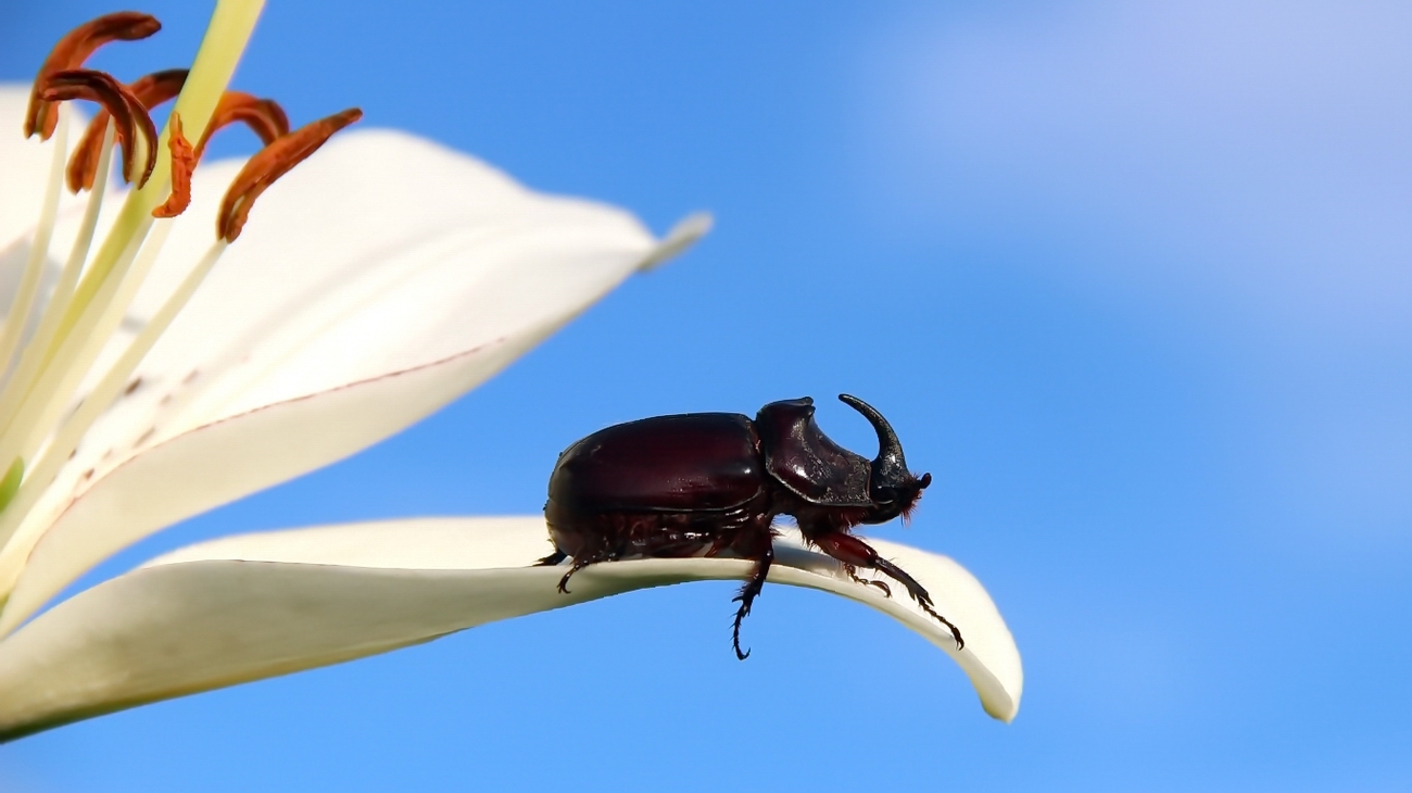 Rhinoceros beetle on a flower