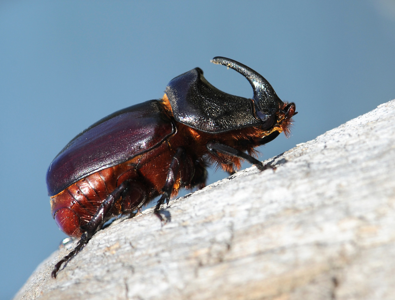 Beetle ya Rhinoceros (Oryctes nasicornis - Lucanidae)