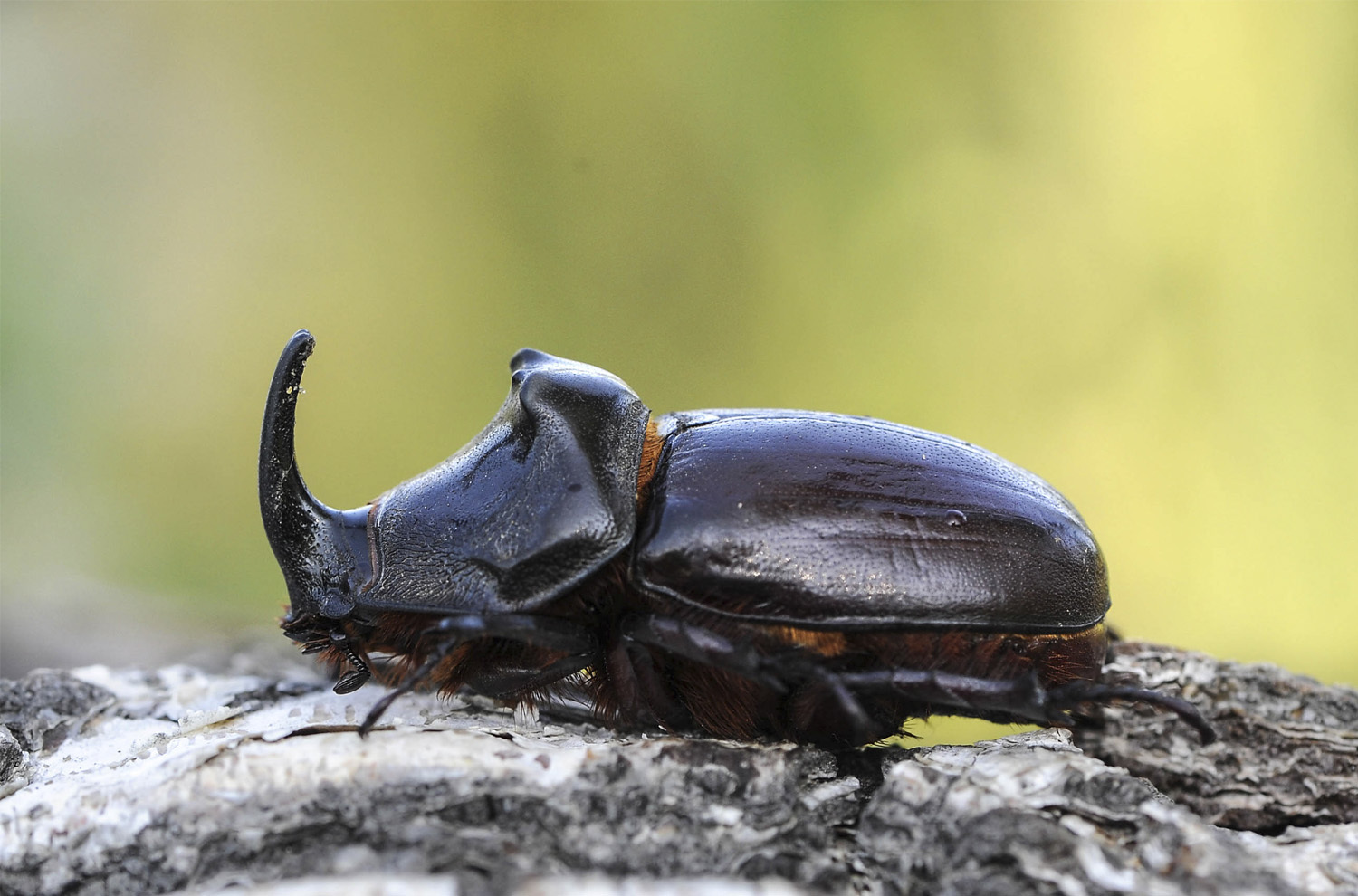 Escarabajo rinoceronte (Oryctes nasicornis - Lucanidae)