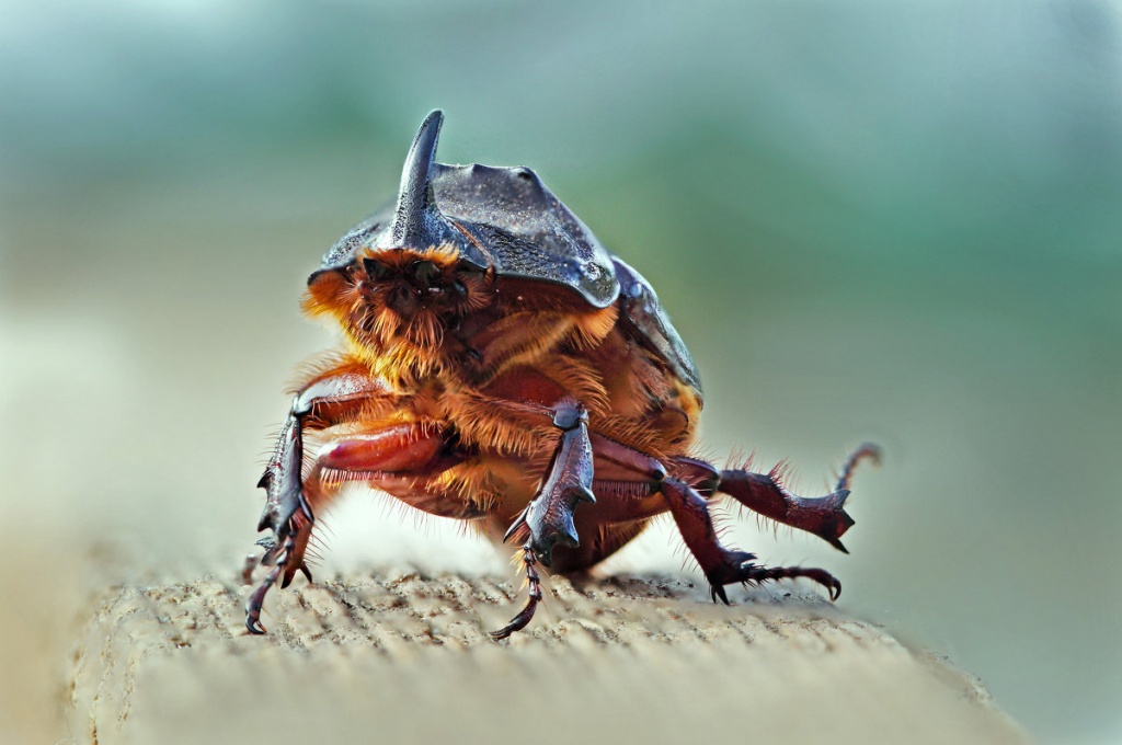 Gergedan böceği (Oryctes nasicornis - Lucanidae)