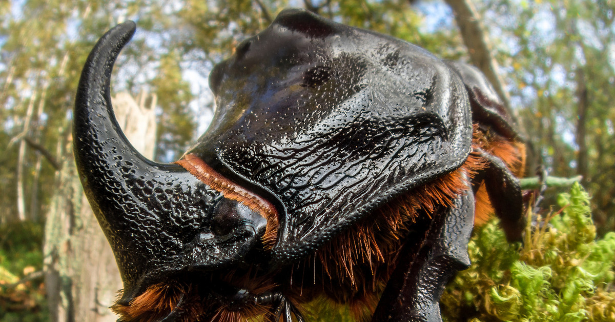 스웨덴 사진 작가 존 홀맨 (John Hallman)의 매크로 사진에서 코뿔소 딱정벌레