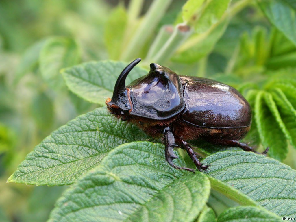 Rhinoceros beetle di wêneya macro ya ji aliyê wêneyê Swêdê John Hallman ve