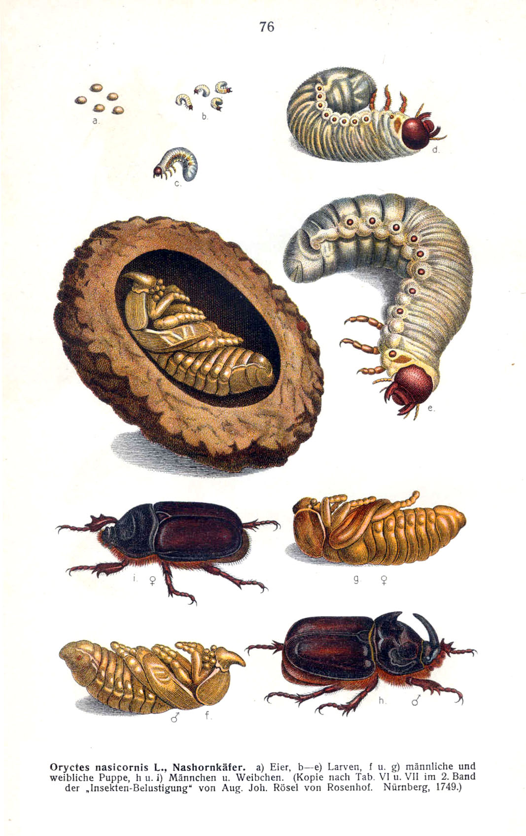The life cycle of a rhinoceros beetle. Illustration from the book of Edm...