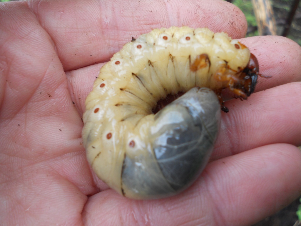 Rhino beetle larva