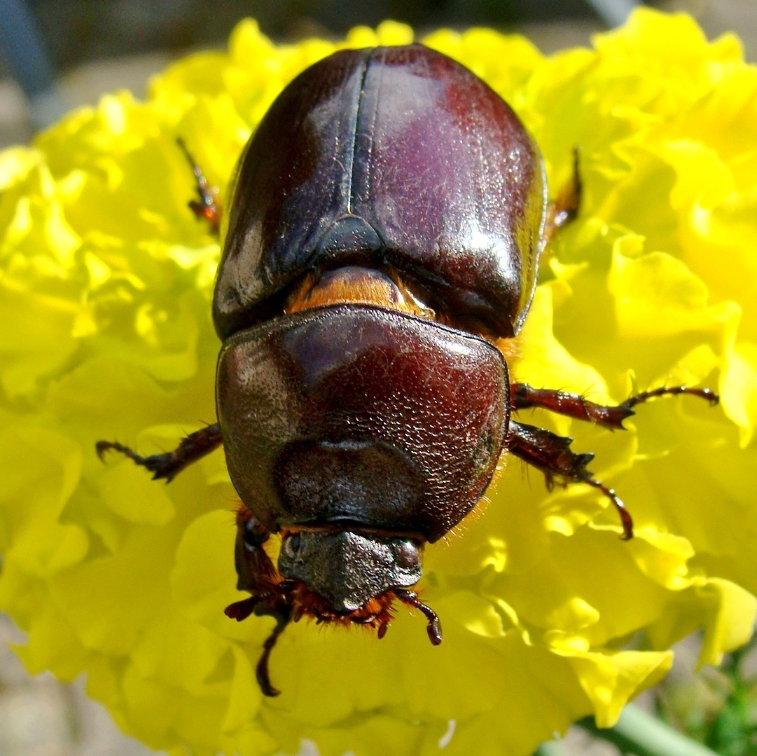 Female rhinoceros beetle on a yellow flower