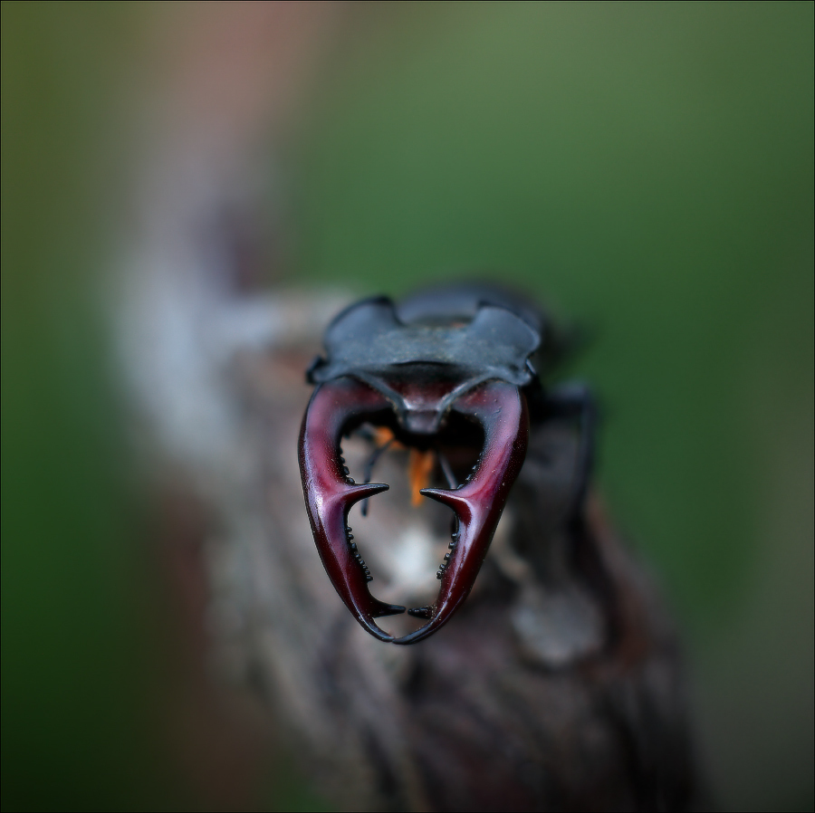 Stab beetle: fotografija rogova
