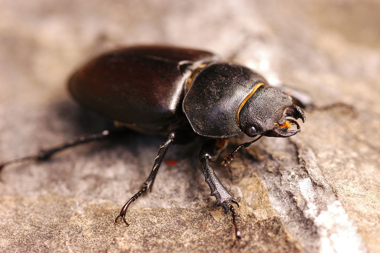 Beetle femër të lindur
