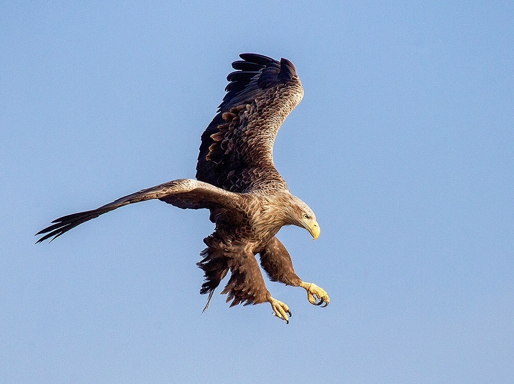 Wäiss-Tailed Eagle, Wolga, Astrakhan