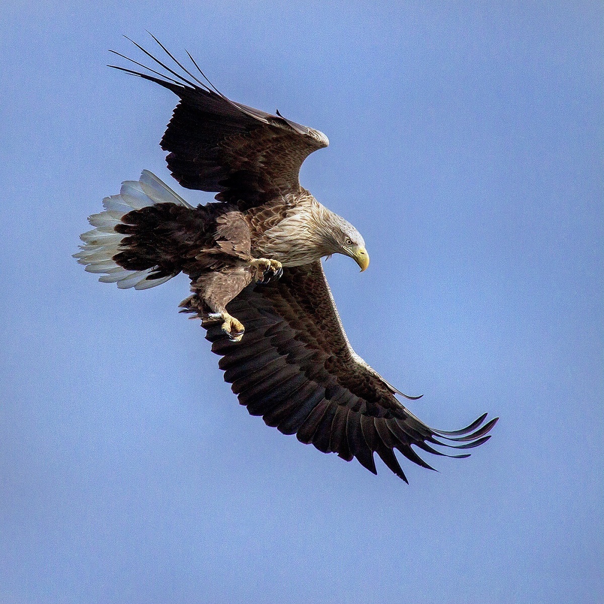 White-Tailed Eagle am Himmel