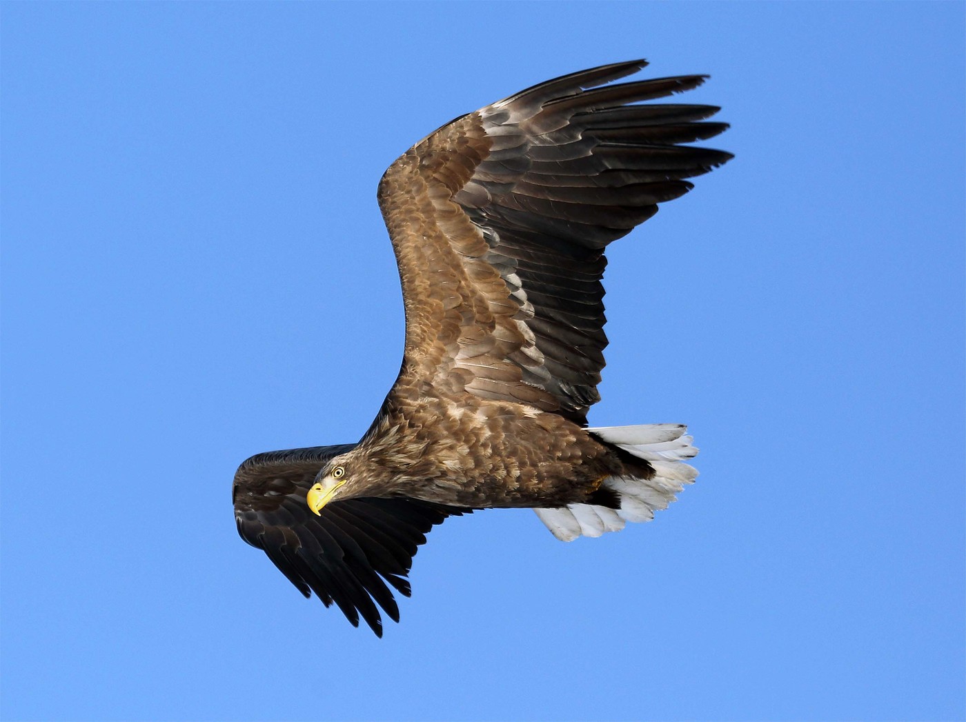Wyt-tailed eagle yn 'e himel