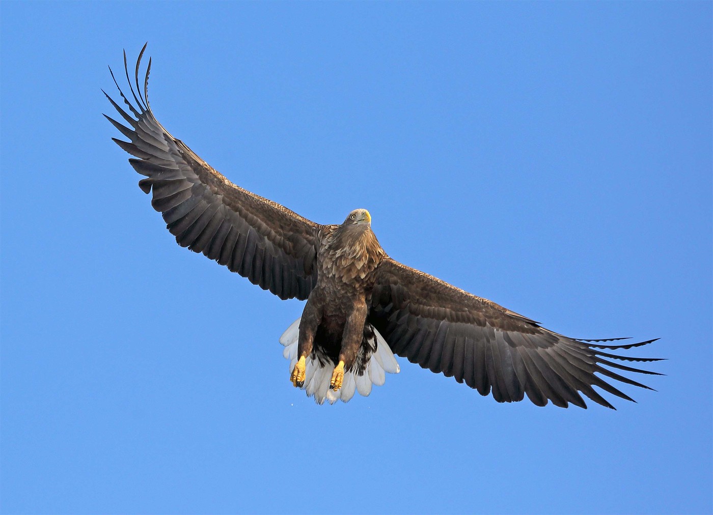 Vulturul alb-coada pe cer, Golful de aur, Vladvimstock