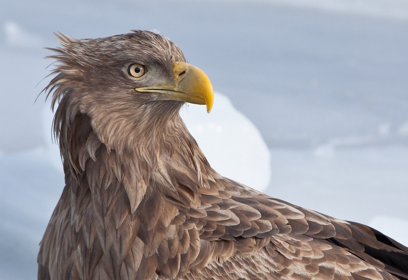 White-tailed Eagle: portrait on ice