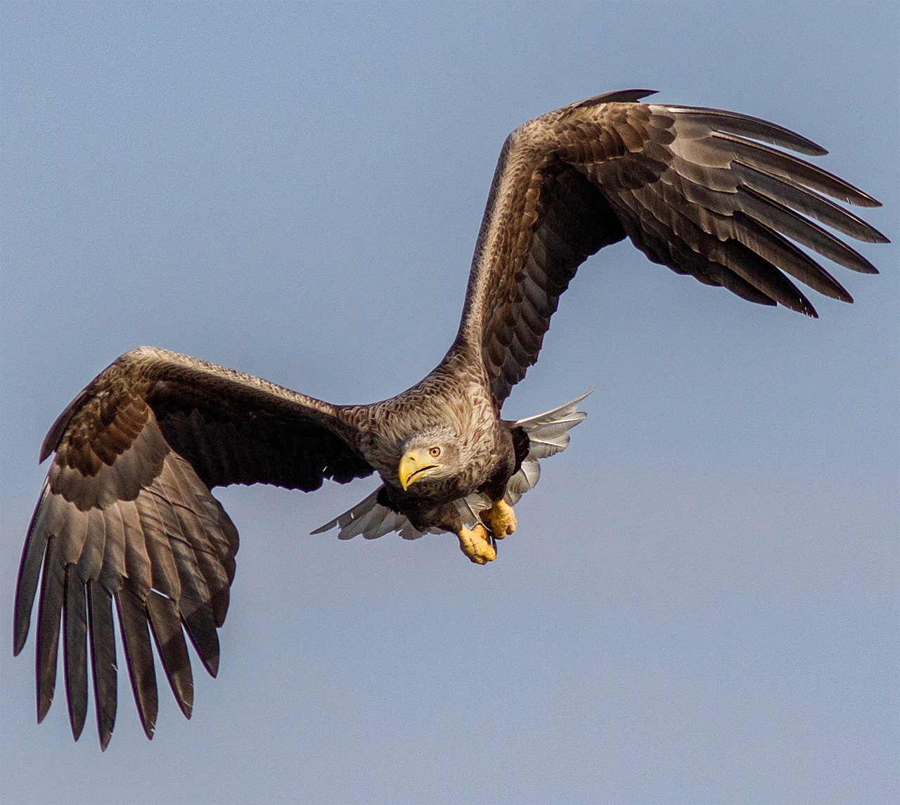 Wyt-tailed eagle