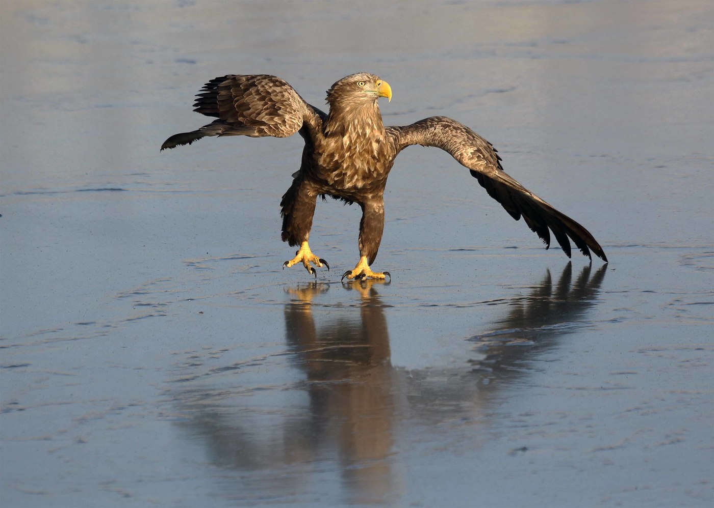 Eagle bianco-tailed Eagle nantu à u ghjacciu, Golden Horn Bay, Vladivostok